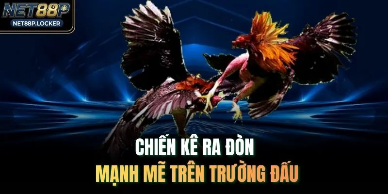 Chiến kê ra đòn mạnh mẽ trên trường đấu