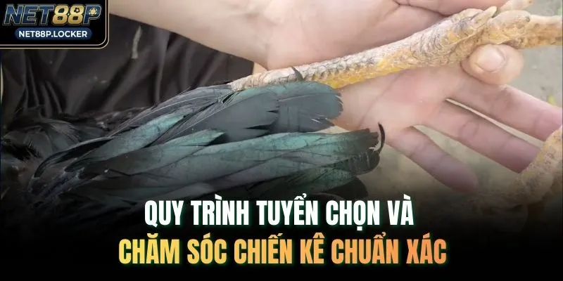 Quy trình tuyển chọn và chăm sóc chiến kê chuẩn xác