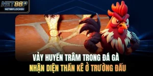 Vảy Huyền Trâm Trong Đá Gà - Nhận Diện Thần Kê Ở Trường Đấu